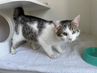 thumb_Fundkater lucy